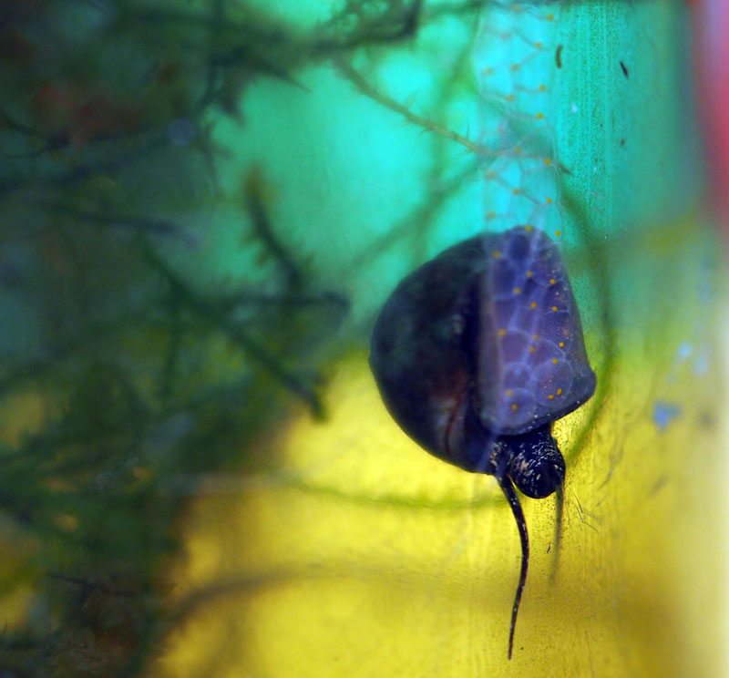 gasteropode d''acqua dolce